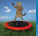 big-cat-jumping-red-trampoline-meadow-cat-jumping-trampoline-128957012.jpeg