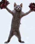 cheering-cat-gif.gif