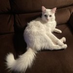 IMG_0099.JPEG