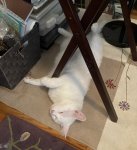 IMG_0259.JPEG