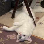 IMG_0263.JPEG
