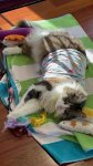 upload_2024-6-18_16-44-27.jpeg