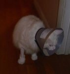 Lightning 1999cone.jpeg