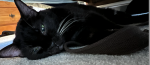 upload_2024-8-29_9-12-40.png