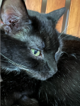 upload_2024-9-7_12-18-37.png