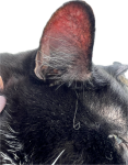 upload_2024-10-29_16-6-4.png