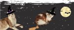 upload_2024-10-31_11-23-52.jpeg