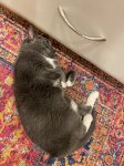 IMG_2041.jpeg