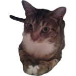 upload_2024-12-5_23-30-38.png