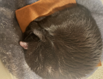 upload_2024-12-17_17-14-28.png