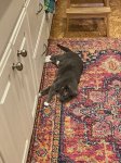 IMG_2119.jpeg