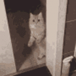 upload_2025-1-1_20-44-54.gif