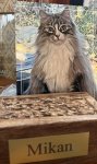 IMG_7332.JPEG