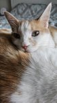 upload_2025-1-19_12-4-21.jpeg