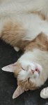 upload_2025-1-25_12-24-41.jpeg