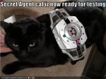 secret agent cat.jpeg