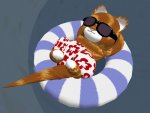 pool float cat.jpeg