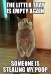 the-litter-tray-is-empty-again-someone-is-stealing-my-poop-.jpg