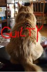 gingerbackguilty.JPG