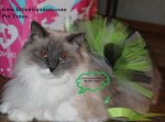 little_diva_pet_cat_tutu2.jpg