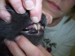 tooth gap 350.jpg