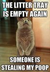 funny-cat-litter-steal-poop.jpeg