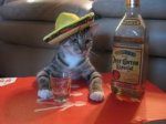 cat tequilla.jpeg