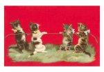 tug_o_war_cats.jpg