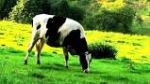 OTJ day 6 cow in green grass.png