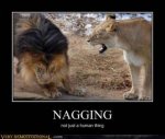 nagging lions.jpg