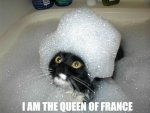 funny-cat-bubbles-head-bath-queen-france-pics_f_improf_499x377.jpg