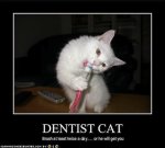dentist cat.jpeg