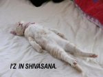 shivasana-kitteh.jpg