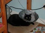 Satellite Dish Kitty II.JPG