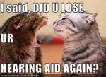 cat_lost_hearing_aid.jpg