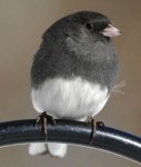 dark_eyed_junco_1.jpg
