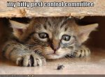 cat-controls-bugs.jpg