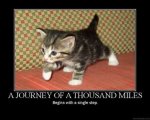 journey-cat.jpg