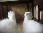 cat feet.jpg