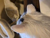 Benny Ears.jpg