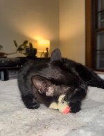IMG_4515.jpeg
