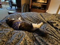 IMG_0221.jpeg
