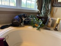 IMG_0237.jpeg