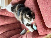 IMG_0529.jpeg
