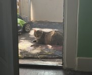 IMG_1462.jpeg