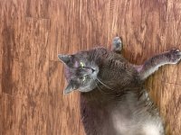IMG_0082.jpeg