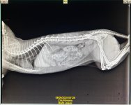 1. Xray - RT LAT - Chiu - 08Aug2025.jpeg