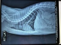 3.1 Xray - RT LAT - Chiu - 02Dec2025.jpeg