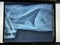 4.1 Xray - RT LAT - Chiu - 20Dec2025.jpeg