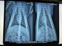 4.2 Xray - DV VD - Chiu - 20Dec2025.jpeg